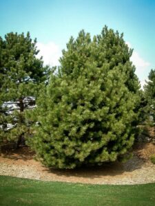 Сосна Чёрная (Pinus Nigra) купить по цене от 270.00р. в интернет-магазине «Посадика» с доставкой почтой в в Черняховске и по всей России – [изображение №1].