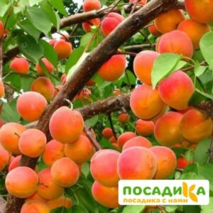Абрикос Ветеран Севастополя купить по цене от 355р. в интернет-магазине «Посадика» с доставкой почтой в в Черняховске и по всей России – [изображение №1].