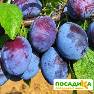 Слива Чачакская ранняя купить по цене от 229.00р. в интернет-магазине «Посадика» с доставкой почтой в в Черняховске и по всей России – [изображение №1].