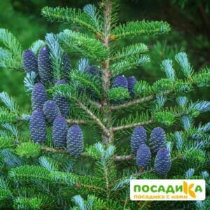 Пихта корейская (Abies koreana) купить по цене от 450.00р. в интернет-магазине «Посадика» с доставкой почтой в в Черняховске и по всей России – [изображение №1].