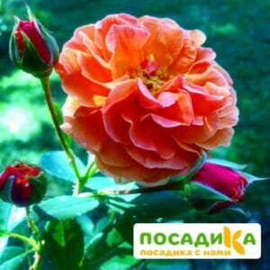 Роза Арабия купить по цене от 350.00р. в интернет-магазине «Посадика» с доставкой почтой в в Черняховске и по всей России – [изображение №1].