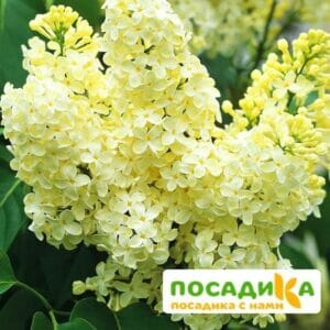 Сирень Примроуз (Primrose) купить по цене от 529.00р. в интернет-магазине «Посадика» с доставкой почтой в в Черняховске и по всей России – [изображение №1].