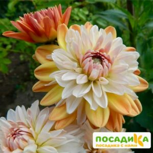 Георгина Коуп де Солейл (декоративная) купить по цене от 400р. в интернет-магазине «Посадика» с доставкой почтой в в Черняховске и по всей России – [изображение №1].