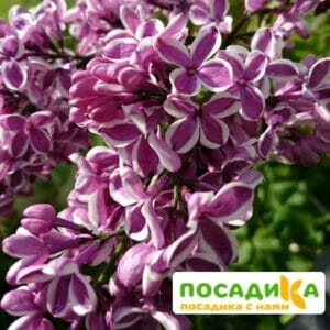 Сирень Сенсация купить по цене от 529.00р. в интернет-магазине «Посадика» с доставкой почтой в в Черняховске и по всей России – [изображение №1].