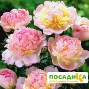 Пион Распберри Сандей (Paeonia Raspberry Sundae) купить по цене от 959р. в интернет-магазине «Посадика» с доставкой почтой в в Черняховске и по всей России – [изображение №1].