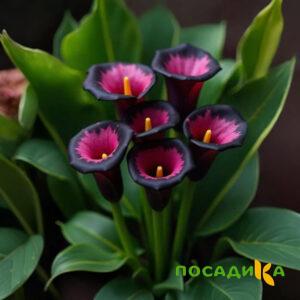 Калла Аура Лейс купить по цене от 400р. в интернет-магазине «Посадика» с доставкой почтой в в Черняховске и по всей России – [изображение №1].
