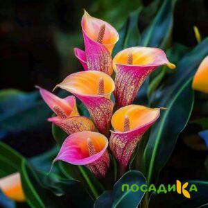 Калла Оникс купить по цене от 450р. в интернет-магазине «Посадика» с доставкой почтой в в Черняховске и по всей России – [изображение №1].