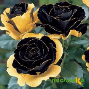 Роза Ханни Сикл купить по цене от 700р. в интернет-магазине «Посадика» с доставкой почтой в в Черняховске и по всей России – [изображение №1].