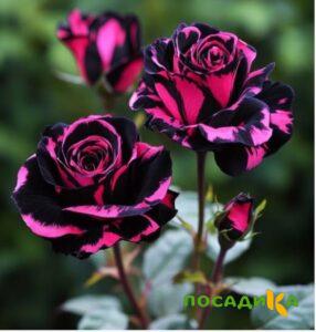Роза Багровый Шепот купить по цене от 366р. в интернет-магазине «Посадика» с доставкой почтой в в Черняховске и по всей России – [изображение №1].
