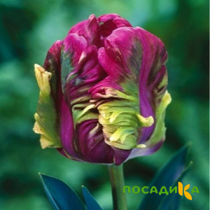 Тюльпан Экзотик Хэвен купить по цене от 186р. в интернет-магазине «Посадика» с доставкой почтой в в Черняховске и по всей России – [изображение №1].